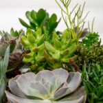 Mix succulente 18 piante dettaglio