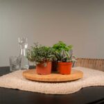 Mix succulente 18 piante dettaglio 2