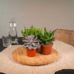 Mix succulente 6 piante dettaglio