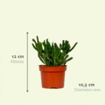 Mix succulente 6 piante dimensioni