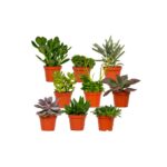 Mix succulente 9 piante