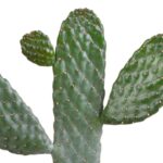 Opuntia consulae dettaglio