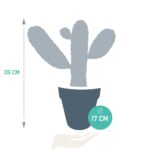 Opuntia consulae dimensioni