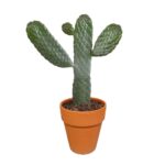 Opuntia consulae pianta