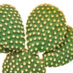 Opuntia microdasys dettaglio