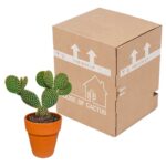 Opuntia microdasys spedizione