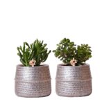 Mix Crassula vaso argentato