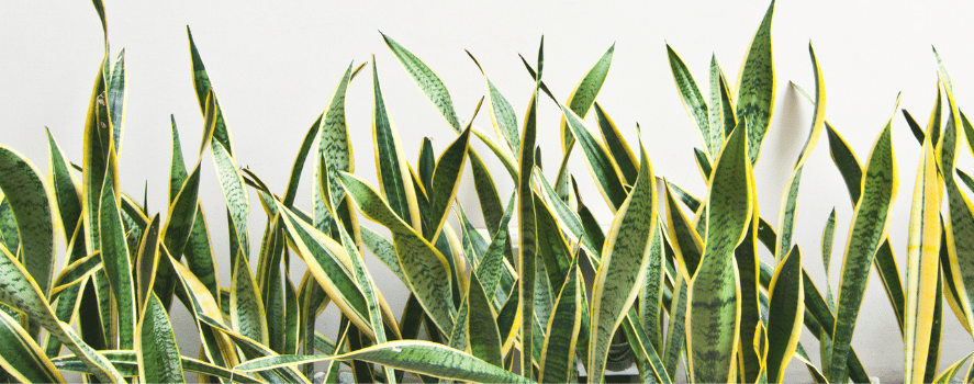 Sansevieria Trifasciata Proprietà, Cura e Coltivazione