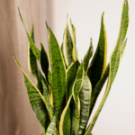 Sansevieria trifasciata Laurentii foglie
