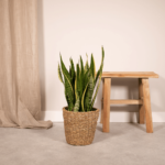 Sansevieria trifasciata Laurentii in vaso