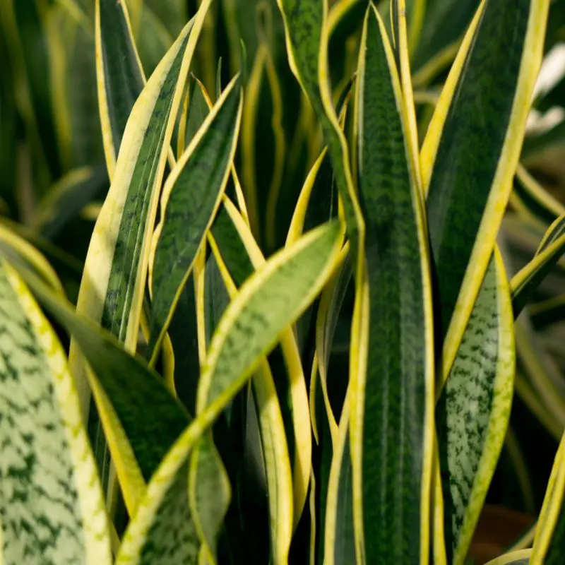 Sansevieria trifasciata laurentii caratteristiche
