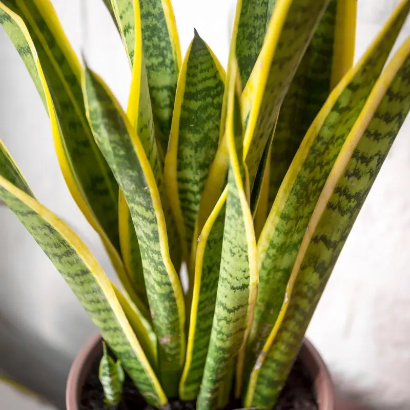Sansevieria trifasciata laurentii cura