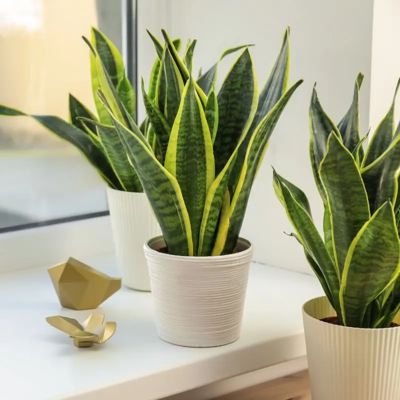 Sansevieria trifasciata laurentii posizione