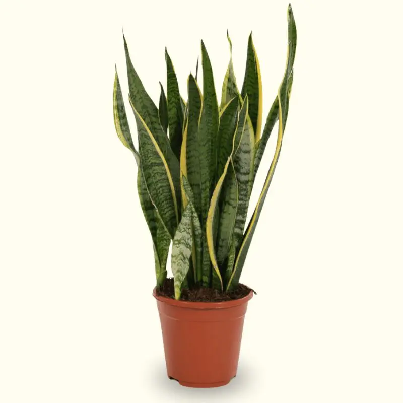Sansevieria trifasciata laurentii