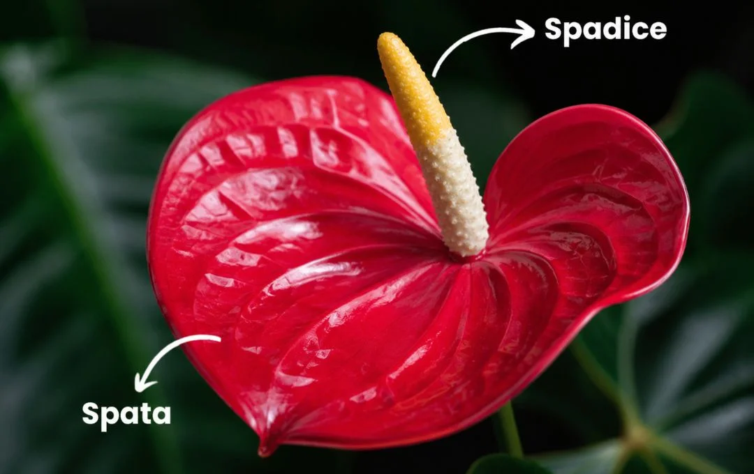 fiore Anthurium andraeanum