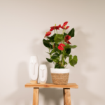 Anthurium Rosso composizione