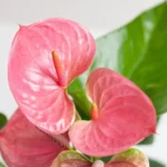 Anthurium fiori Rosa 1 - Anthurium andraeanum