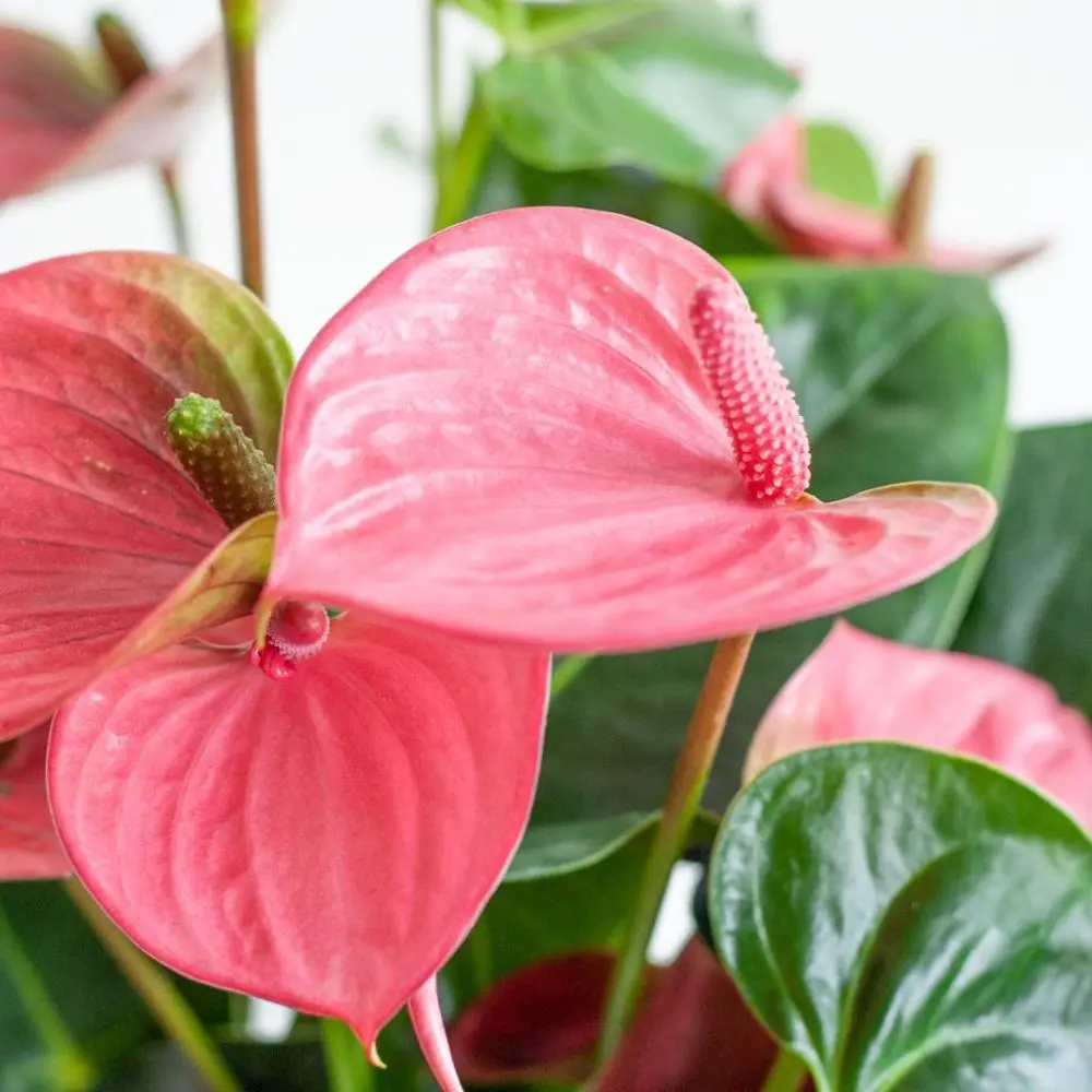 Anthurium fiori Rosa 2 - Anthurium andraeanum