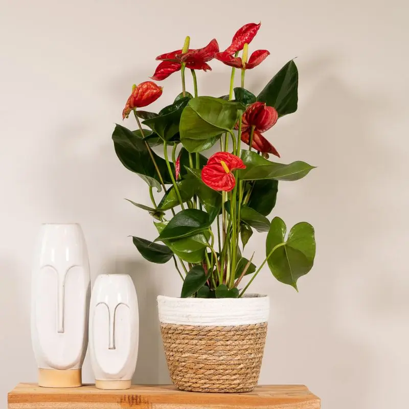 Anthurium rosso in casa