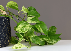 Epipremnum aureum Pothos