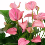 Fiore Anthurium Rosa