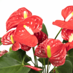 Fiore Anthurium Rosso