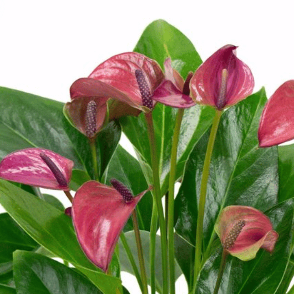 Fiore Anthurium Viola