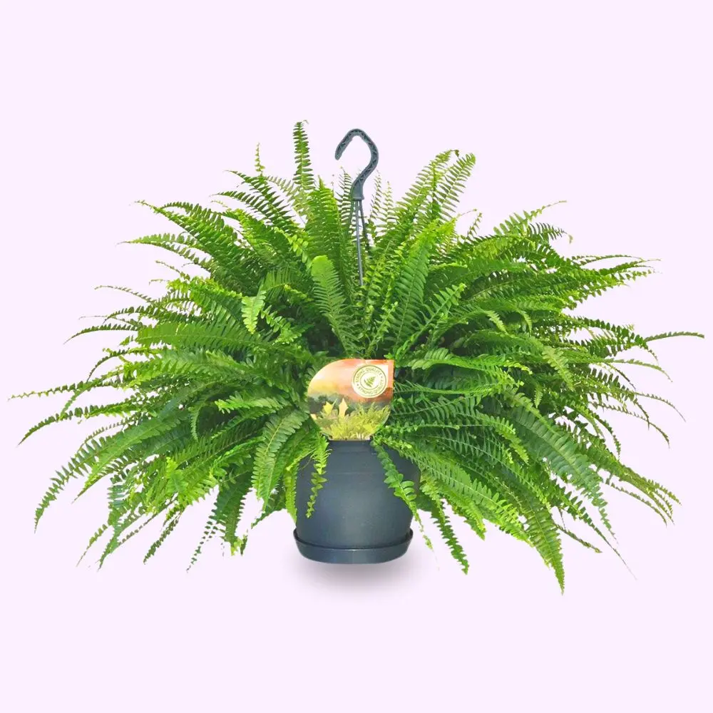 Nephrolepis Green Lady Felce di Boston pianta