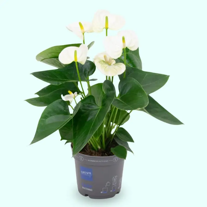 anthurium bianco