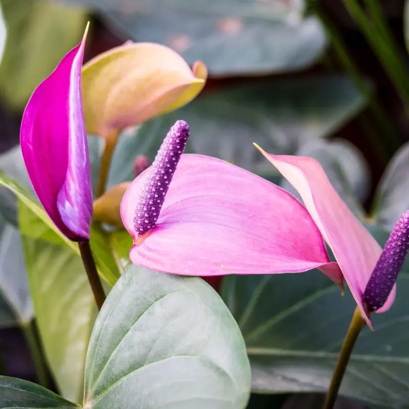 anturio viola coltivazione