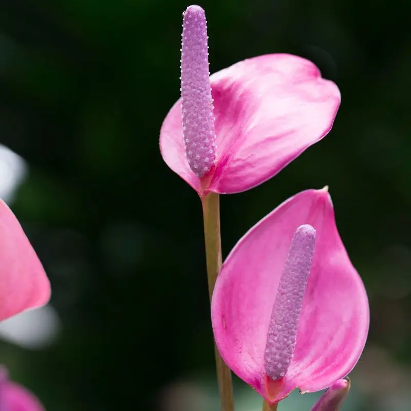 anturio viola esposizione