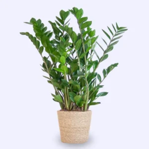 gemma di zanzibar Zamioculcas zamiifolia