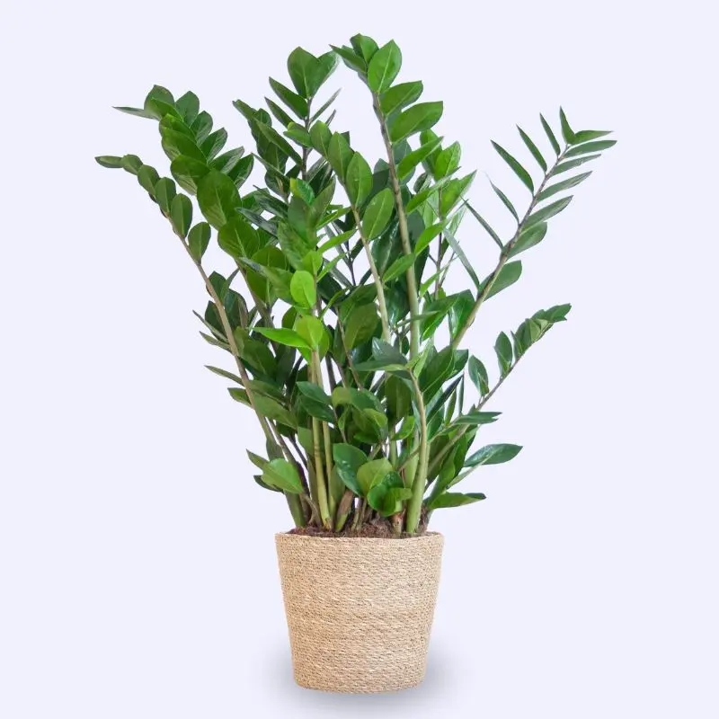 gemma di zanzibar Zamioculcas zamiifolia
