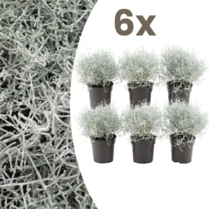 Calocephalus brownii 6 piante vaso 10cm