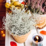 Calocephalus brownii pianta autunnale