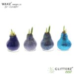 Amaryllis bulbo con cera Waxz To Create Blue