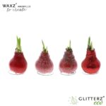 Amaryllis bulbo con cera Waxz To Create Rosso