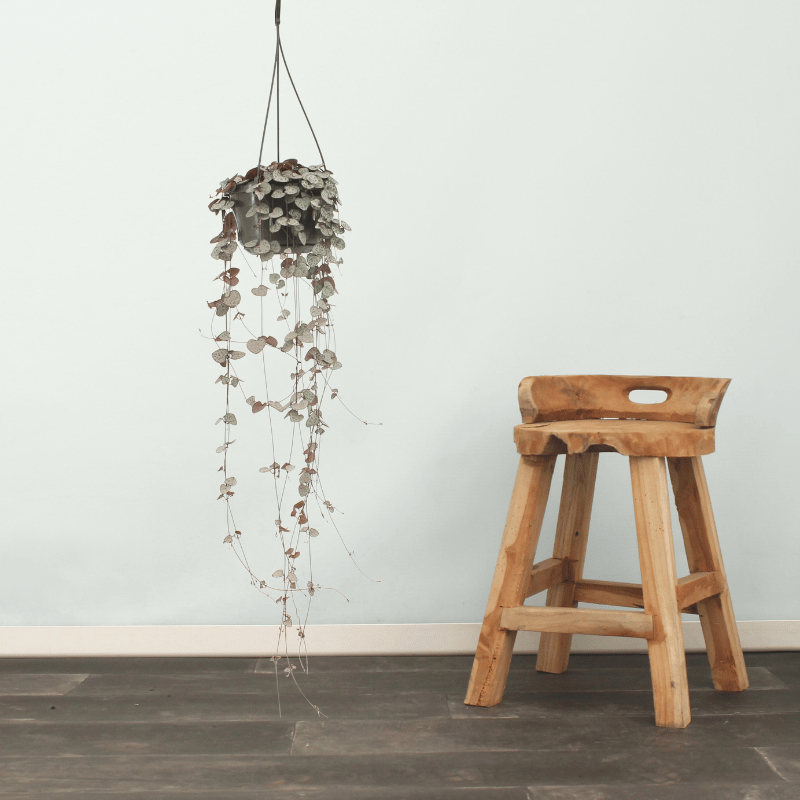 Ceropegia Woodi ambientata