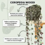 Ceropegia Woodi coltivazione