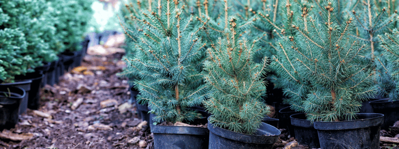 Conifere nane Un Mondo in Miniatura per il Tuo Giardino