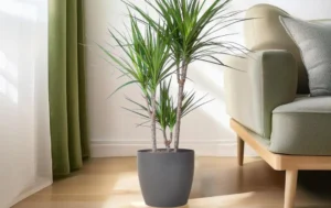 Dracaena pianta da interno