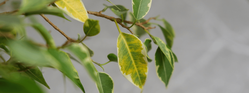 Ficus benjamin perde foglie