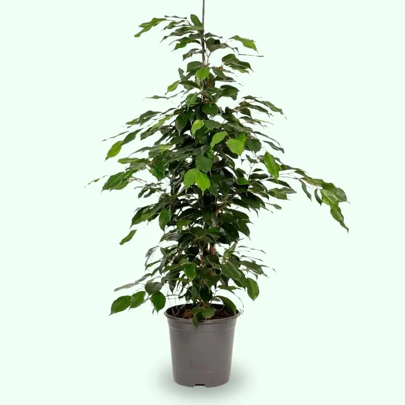 Ficus benjamina Danielle Fico Beniamino