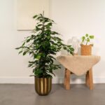 Ficus benjamina Danielle ambientato