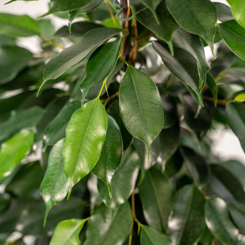 Ficus benjamina Danielle foglie
