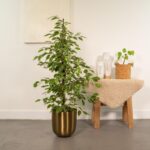 Ficus benjamina Goldenking ambientato