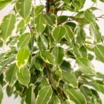 Ficus benjamina Goldenking foglie