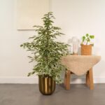 Ficus benjamina Twilight ambientato