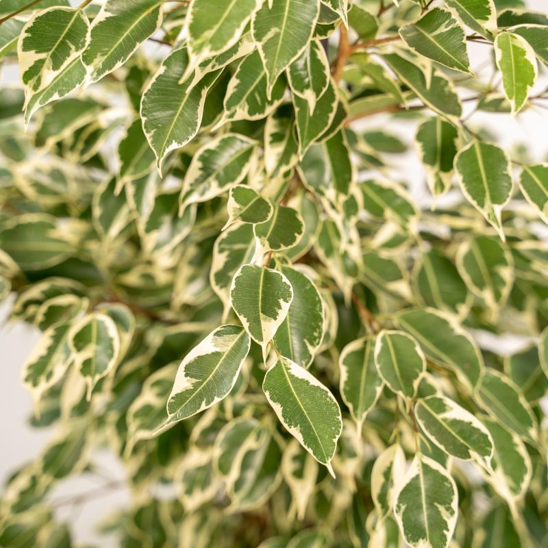 Ficus benjamina Twilight foglie