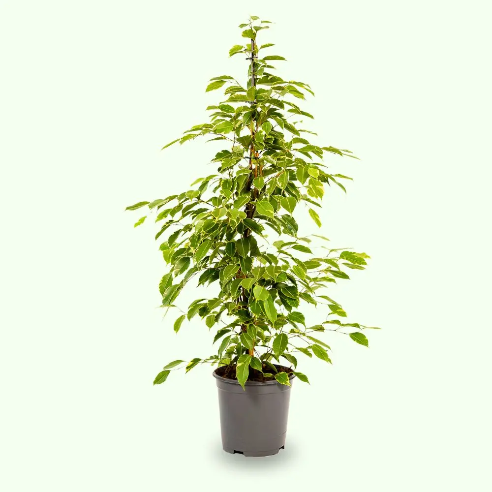 Ficus benjamina ‘Goldenking’ ficus beniamino